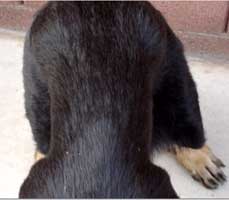 German Shepherds Available for Adoption