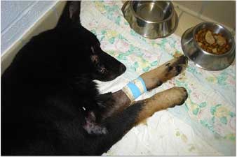 Sw german shepherd sales rescue